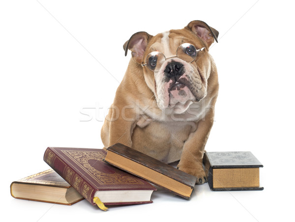 young english bulldog and books Stock photo © cynoclub