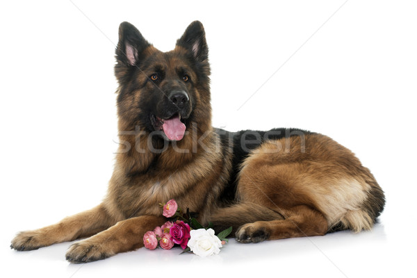 adult german shepherd Stock photo © cynoclub