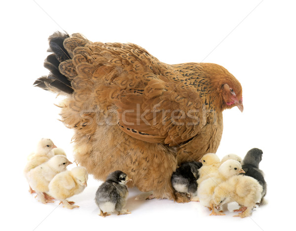 Kurczaka pisklęta studio matka kobiet chick Zdjęcia stock © cynoclub