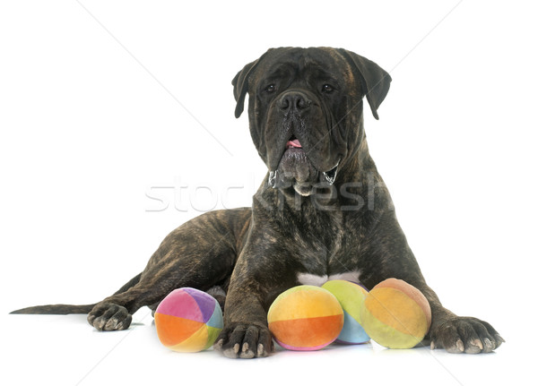 Foto stock: Touro · mastim · estúdio · branco · cão · bola