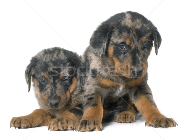 beauceron puppies in studio Stock photo © cynoclub