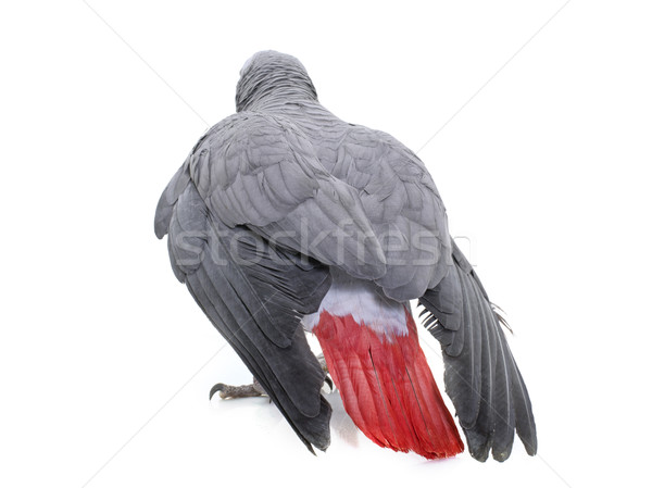 African grey parrot Stock photo © cynoclub