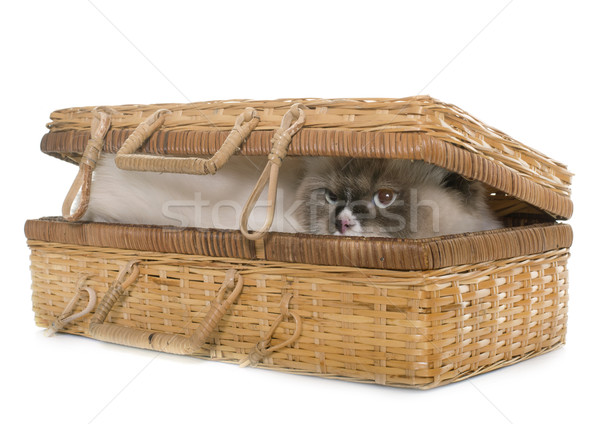english longhair cat in basket Stock photo © cynoclub