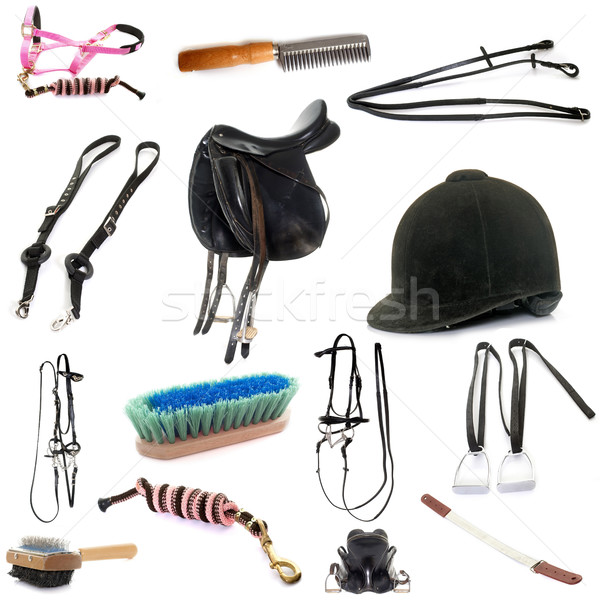 equipments of horse riding Stock photo © cynoclub