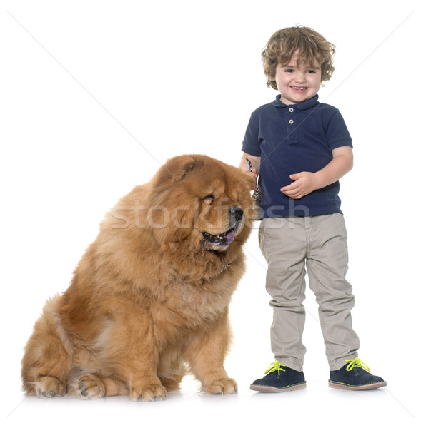 chow chow dog and little boy Stock photo © cynoclub