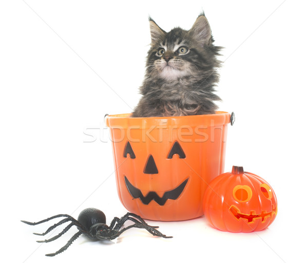 maine coon kitten and halloween Stock photo © cynoclub