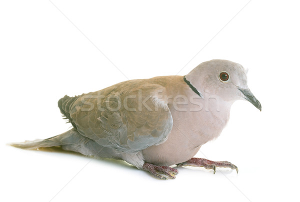 Eurasian collared dove Stock photo © cynoclub