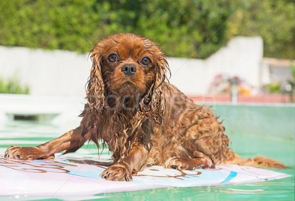 König Schwimmbad Hund glücklich Welpen Haustier Stock foto © cynoclub