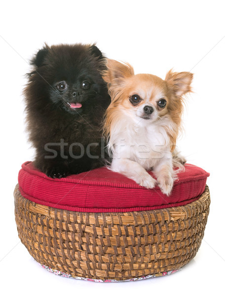 pomeranian spitz and chihuahua Stock photo © cynoclub