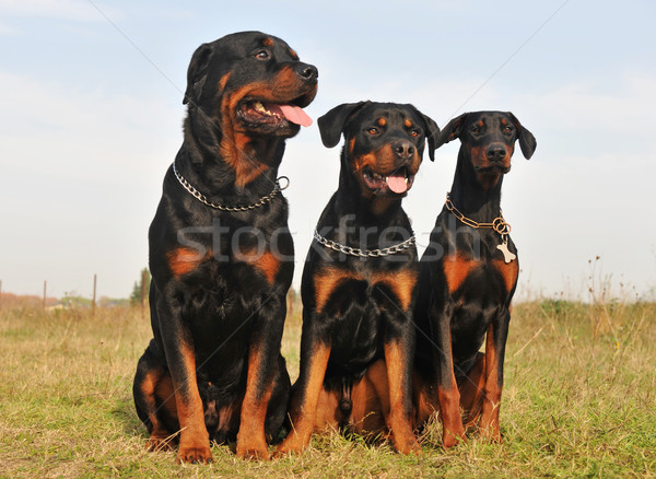 Három őr kutyák ül mező kutya Stock fotó © cynoclub