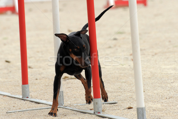 Manchester terrier Beweglichkeit Porträt reinrassig Wettbewerb Stock foto © cynoclub