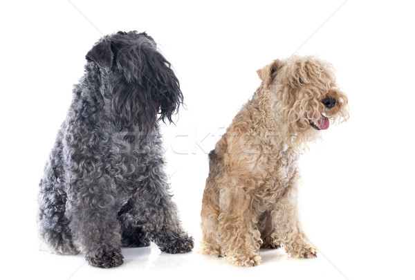 two terriers Stock photo © cynoclub