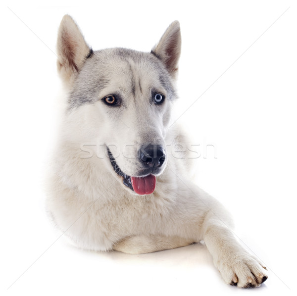 siberian husky Stock photo © cynoclub