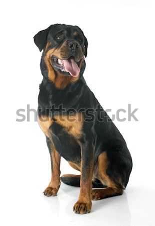 Stok fotoğraf: Rottweiler · portre · beyaz · kadın · evcil · hayvan