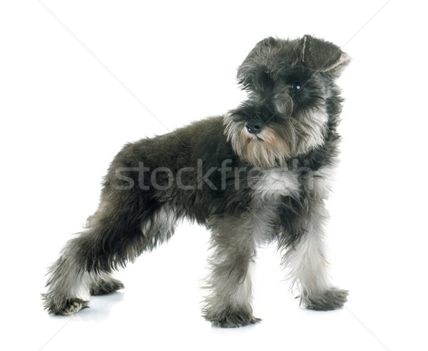 Welpen Miniatur Schnauzer weiß Hund Stock foto © cynoclub