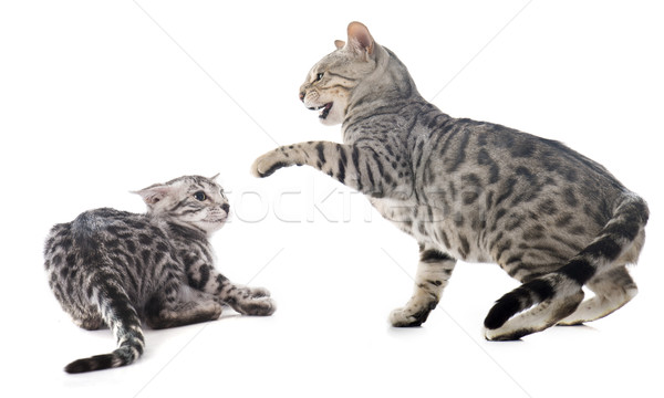 Stock photo: fighting cats