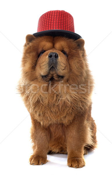 chow chow dog Stock photo © cynoclub