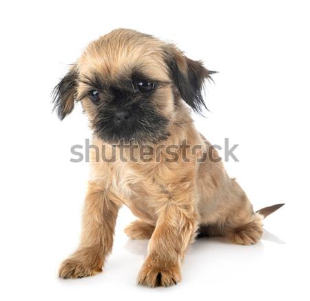 Briard in studio Stock photo © cynoclub