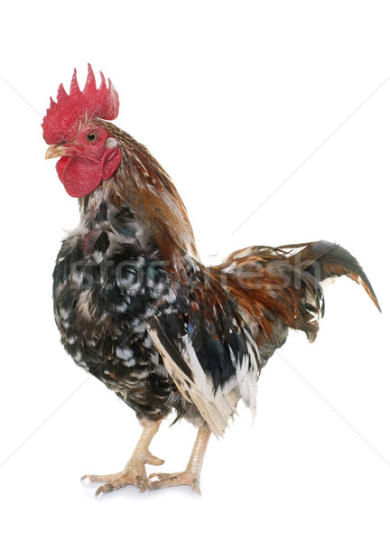 serama rooster in studio Stock photo © cynoclub