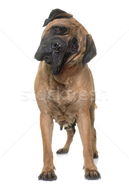 Bull mastiff studio blanche chien Homme Photo stock © cynoclub