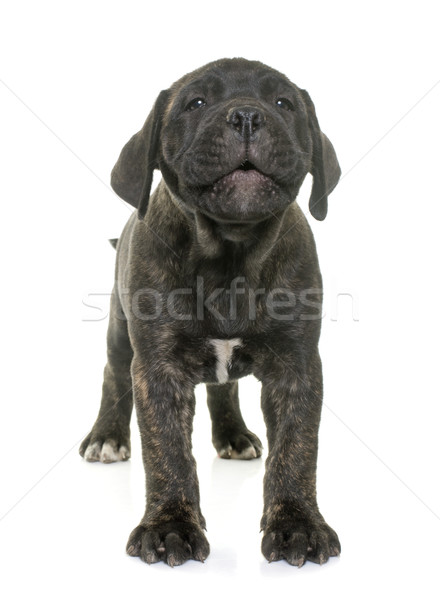 Kutyakölyök bika masztiff fiatal hang állat Stock fotó © cynoclub