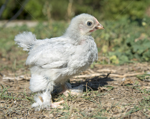 Foto stock: Chick · gris · jardín · pollo · animales · agricultura