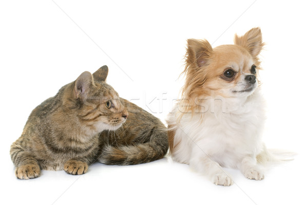 tabby kitten and chihuahua Stock photo © cynoclub