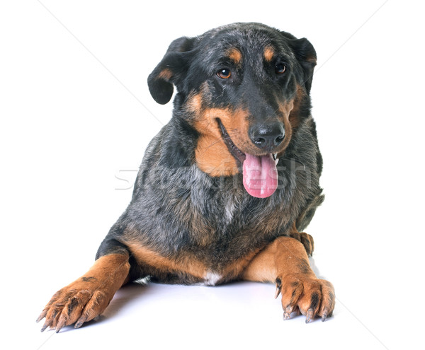 beauceron dog in studio Stock photo © cynoclub