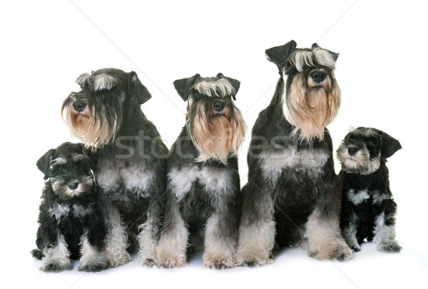 Stock fotó: Miniatűr · schnauzer · család · fehér · kutya · állat