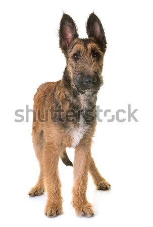 Foto stock: Cachorro · jovem · animal