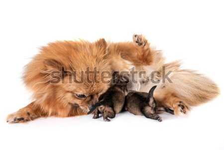 puppy Wire-haired Dachshund Stock photo © cynoclub