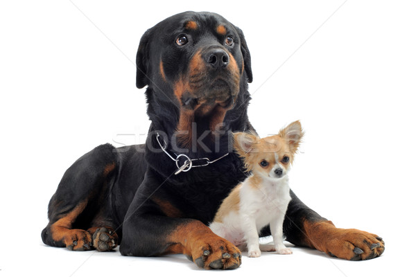 rottweiler and puppy chihuahua Stock photo © cynoclub