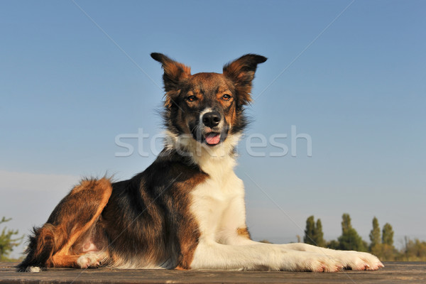 邊境牧羊犬 肖像 棕色 藍天 狗 商業照片 © cynoclub
