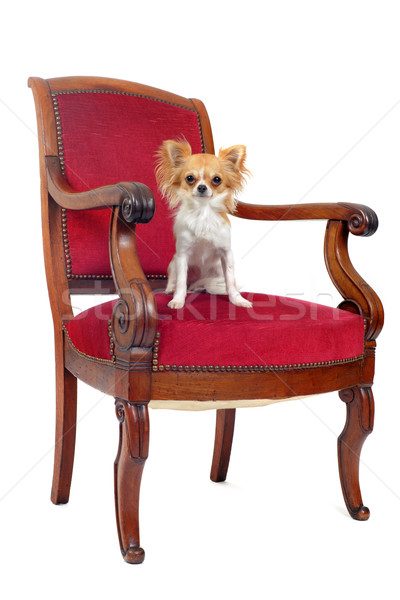 古董 椅子 坐在 白 時尚 紅色 商業照片 © cynoclub