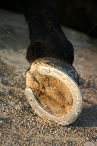 hoof of horse Stock photo © cynoclub