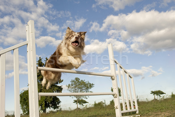 跳躍 邊境牧羊犬 藍天 運動 藍色 商業照片 © cynoclub