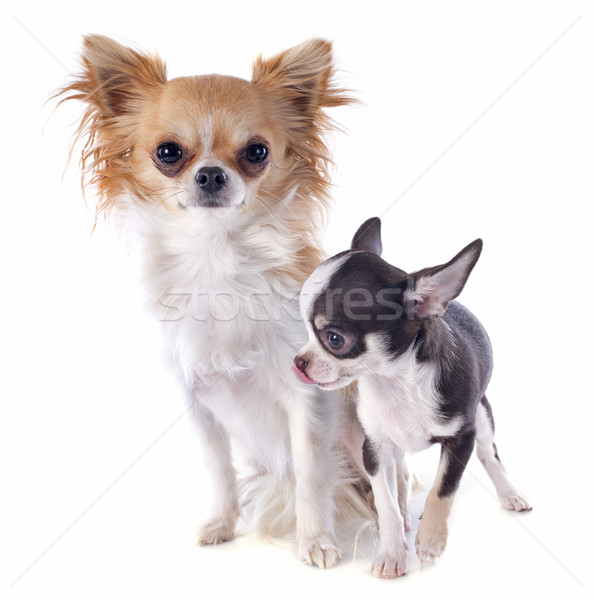 puppy and adult chihuahua Stock photo © cynoclub