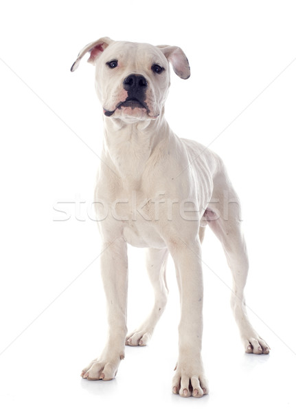 Kutyakölyök amerikai bulldog fehér állat bulldog fehér háttér Stock fotó © cynoclub