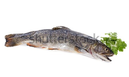 Stock photo: Brook trout