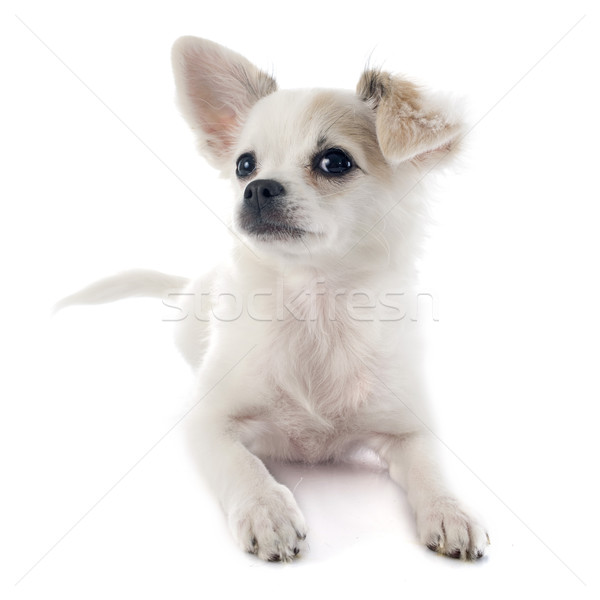 Foto stock: Cachorro · cão · estúdio · animal · de · estimação · fundo · branco