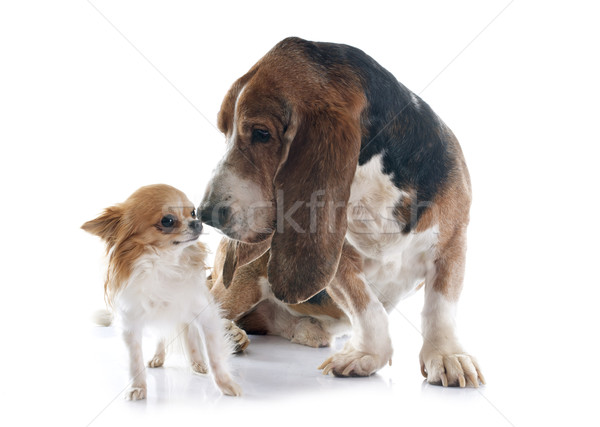 basset hound and chihuahua Stock photo © cynoclub