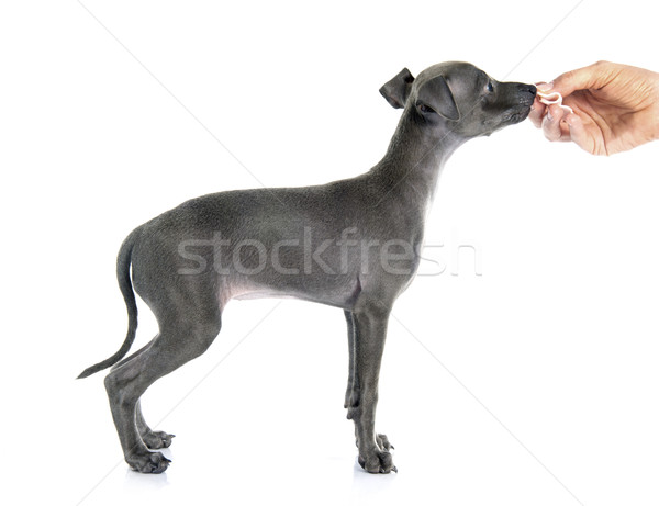 puppy italian greyhound Stock photo © cynoclub
