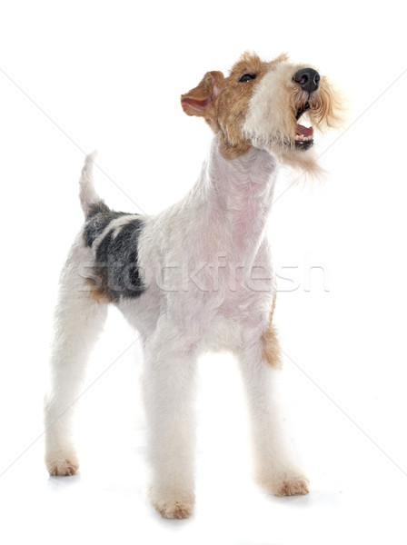 purebred fox terrier Stock photo © cynoclub