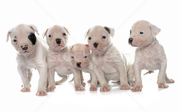 Cuccioli american bulldog bianco cane animale studio Foto d'archivio © cynoclub