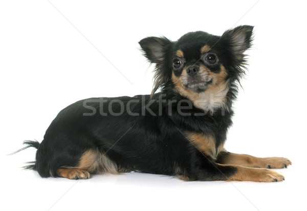 young longhair chihuahua Stock photo © cynoclub