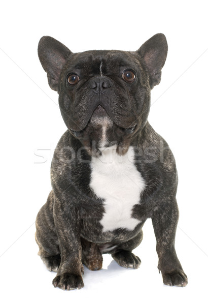 brown french bulldog Stock photo © cynoclub