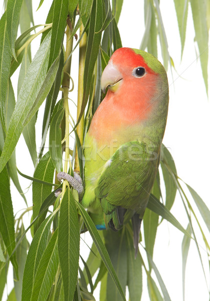 lovebird perching on leaf Stock photo © cynoclub