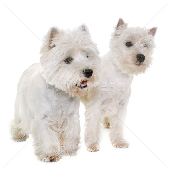 two west highland white terrier Stock photo © cynoclub