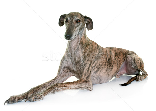 Estudio perro mascota espanol aislado adulto Foto stock © cynoclub