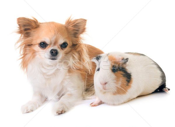 guinea pig and chihuahua Stock photo © cynoclub